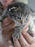 Kittens 8 weken oud, Dieren en Toebehoren, Katten en Kittens | Raskatten | Korthaar, Meerdere dieren, Ontwormd