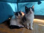 50% Ragdoll kittens, Meerdere dieren, Gechipt, 0 tot 2 jaar