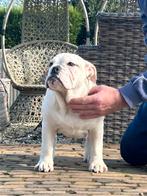 Engelse bulldog teefje 6 mnd, Dieren en Toebehoren, Honden | Bulldogs, Pinschers en Molossers, Particulier, Rabiës (hondsdolheid)