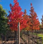 Liquidambar, Tuin en Terras, Planten | Bomen, Bloeit niet, Overige soorten, 400 cm of meer, Ophalen