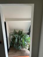 Blauw varen, Phlebodium aureum kamerplant., Huis en Inrichting, Kamerplanten, Ophalen, 100 tot 150 cm, Overige soorten, Halfschaduw