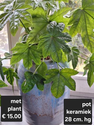 Pot keramiek met plant (nieuw) beschikbaar voor biedingen