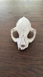 Kleine katten schedel, Ophalen of Verzenden, Wild dier