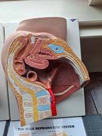 Anatomisch Model Mannelijk Bekken - Nieuwstaat, Ophalen of Verzenden, Zo goed als nieuw, Boek, Taal en Studie