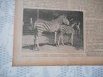 Artis. Chopmanzebra met veulen. 1921., Ophalen of Verzenden, 1920 tot 1940, Nederland, Knipsel(s)