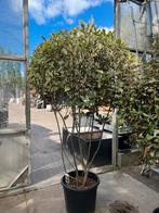 Meerstammige Photinia Pink Marble - Prachtboom! €295, Lente, 100 tot 250 cm, Volle zon, In pot