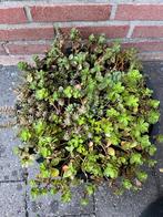 ⚠️️ OPRUIMING! 6 Verschillende soorten Sedum in grote pot, Tuin en Terras, Ophalen, Zomer, Overige soorten, Volle zon