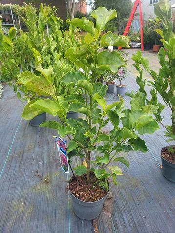 Grote magnolia struiken  beschikbaar voor biedingen