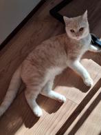 Britse Korthaar | Kater | Kitten, Dieren en Toebehoren, Katten en Kittens | Raskatten | Korthaar, Kater, Gechipt