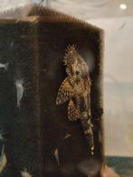 Ancistrus man, Dieren en Toebehoren, Vis