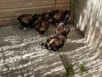 Orpington groot, Meerdere dieren, Kip