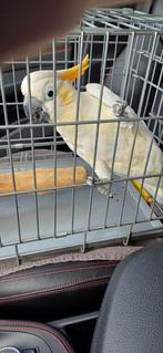 Oranjekuif Kaketoe, Dieren en Toebehoren, Vogels | Parkieten en Papegaaien, Mannelijk, Papegaai