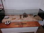 Dieren verblijf, Dieren en Toebehoren, Reptielen en Amfibieën | Toebehoren, Ophalen of Verzenden, Zo goed als nieuw, Terrarium of Paludarium