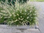 Zaden lampenpoetsersgras (Pennisetum alopecuroides Hameln), Tuin en Terras, Ophalen of Verzenden, Voorjaar, Volle zon, Zaad