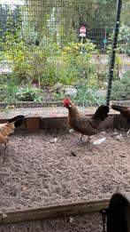 Hollandse kriel, Dieren en Toebehoren, Pluimvee, Vrouwelijk, Kip