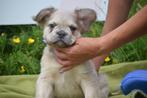 Franse bulldog fluffy, Rabiës (hondsdolheid), 8 tot 15 weken, Buitenland, Bulldog