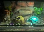 Terrarium compleet, Ophalen, Zo goed als nieuw, Terrarium of Paludarium