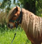 Prachtige lieve shetlander ruin., Dieren en Toebehoren, Pony's, Ruin, A pony (tot 1.17m), Recreatiepony, 11 jaar of ouder