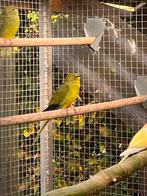3-2 Elegantparkieten, Dieren en Toebehoren, Meerdere dieren, Parkiet