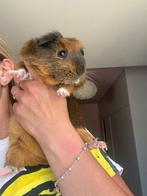 Cavia zeugje 5 maanden oud, Dieren en Toebehoren, Knaagdieren, Vrouwelijk, Cavia, Na 1 juli 2024, Tam