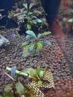 Bucephelandra stekken