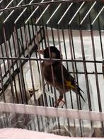 Parva Putter 2024, Dieren en Toebehoren, Vogels | Overige Vogels, Mannelijk, Wildzangvogel