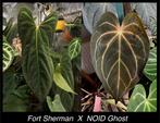 Anthurium Hybrid Seedlings, Ophalen of Verzenden, Overige soorten, Minder dan 100 cm