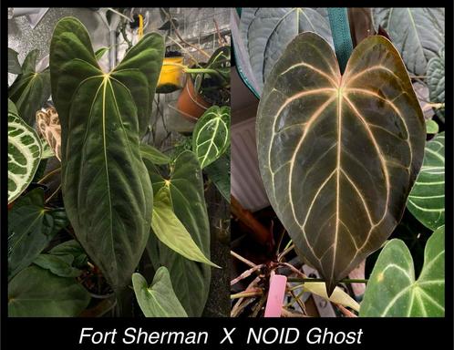 Anthurium Hybrid Seedlings, Huis en Inrichting, Kamerplanten, Overige soorten, Minder dan 100 cm, Ophalen of Verzenden