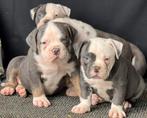 Bullforce Old english Bulldog pups Hartelijk welkom, Dieren en Toebehoren, Honden | Bulldogs, Pinschers en Molossers, Nederland