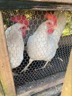 Witte legkippen, Vrouwelijk, Kip