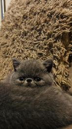 Exoticsch blauwe korthaar, Dieren en Toebehoren, Katten en Kittens | Raskatten | Korthaar, Meerdere dieren, Gechipt, 0 tot 2 jaar