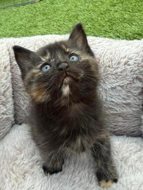 Maincoon kittens te koop mooie kleuren, Dieren en Toebehoren, Katten en Kittens | Raskatten | Langhaar, Meerdere dieren, Ontwormd