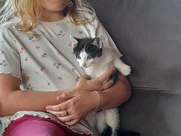 Lieve mooi getekende kater en poesje kruising ragdoll beschikbaar voor biedingen