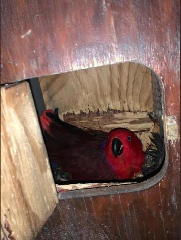 Edelpapagaai beschikbaar voor biedingen