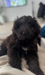Toy/dwergpoedel pup  te koop (teefje), Dieren en Toebehoren, Honden | Chihuahua's en Gezelschapshonden, Poedel, Rabiës (hondsdolheid)