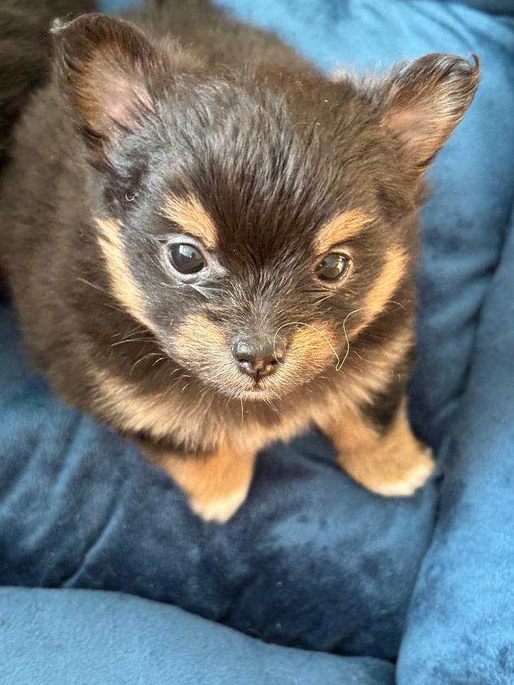 pup Pomeriaan x Chihuahua/Yorkshire terriër, Dieren en Toebehoren, Honden | Poolhonden, Keeshonden en Oertypen, Teef, Overige rassen