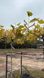 Dak plataan, Tuin en Terras, Ophalen, Overige soorten