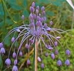Zaden Berglook, Heksenknoflook- Allium carinatum subp. Pulch, Tuin en Terras, Bloembollen en Zaden, Verzenden, Voorjaar, Volle zon