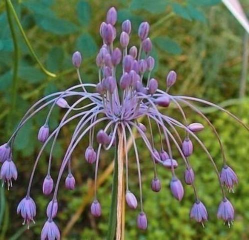 Zaden Berglook, Heksenknoflook- Allium carinatum subp. Pulch, Tuin en Terras, Bloembollen en Zaden, Zaad, Voorjaar, Volle zon