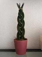 Sanseveria, Huis en Inrichting, Kamerplanten, Ophalen of Verzenden, In pot, Minder dan 100 cm, Groene kamerplant