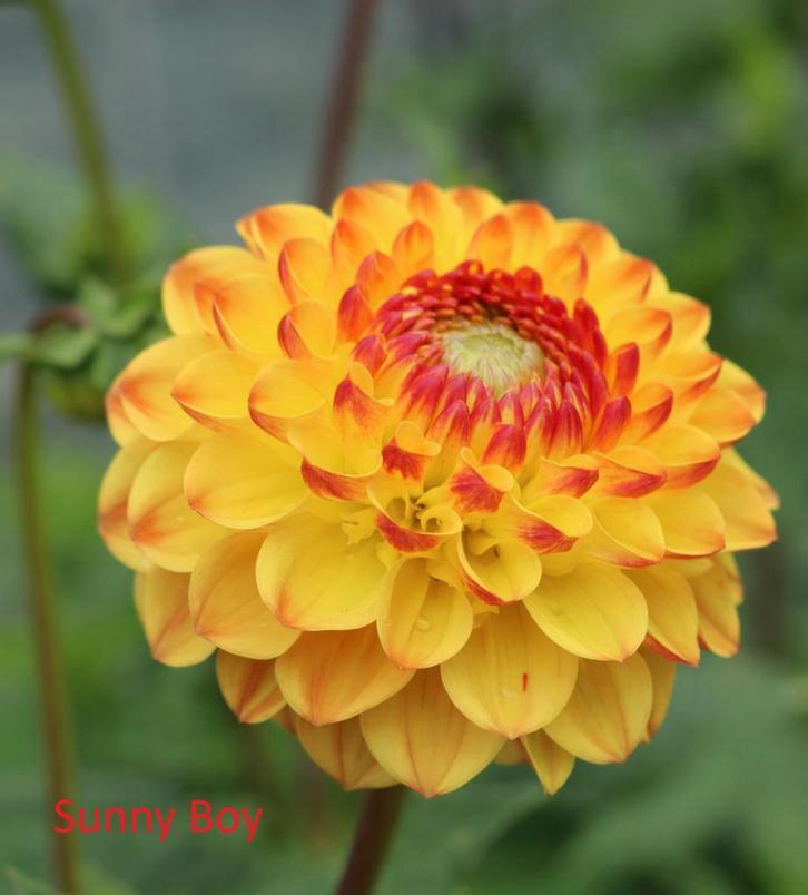 Verschillende soorten Dahlia knollen, Tuin en Terras, Bloembollen en Zaden, Knol, Voorjaar, Volle zon, Ophalen of Verzenden