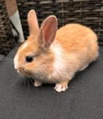 Baby konijntjes, Dieren en Toebehoren, Meerdere dieren, Dwerg, 0 tot 2 jaar