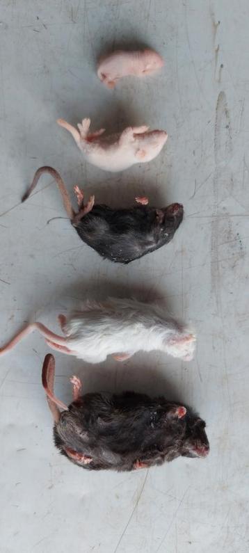 Diepvries ratten en muizen voor Houten beurs beschikbaar voor biedingen