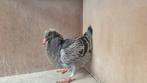 Jonge postduif, Dieren en Toebehoren, Vogels | Duiven, Meerdere dieren, Postduif