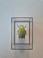 Kever Taxidermie, Ophalen of Verzenden, Insect, Opgezet dier