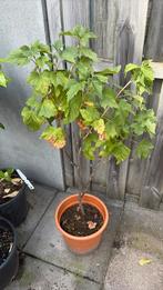 Zwarte bes struik fruitboom, Ophalen of Verzenden, Minder dan 100 cm, Overige soorten