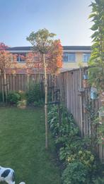 Bolcaltalpa/Trompetboom., Tuin en Terras, Ophalen, Overige soorten