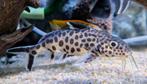 2x Vederbaardmeervallen, Synodontis polli (ca. 8 en 12 cm), Vis
