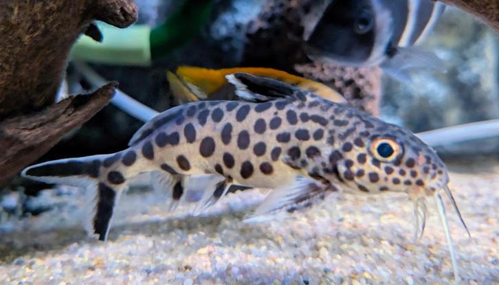 2x Vederbaardmeervallen, Synodontis polli (ca. 8 en 12 cm), Dieren en Toebehoren, Vissen | Aquariumvissen, Vis