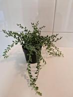 Nep plantje, Ophalen of Verzenden, Zo goed als nieuw, Binnen